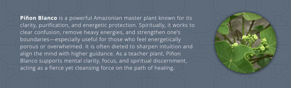 6166+ Best Master Plant Dieta Retreats | 2026 Prices